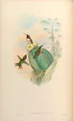 Calothorax pulcher